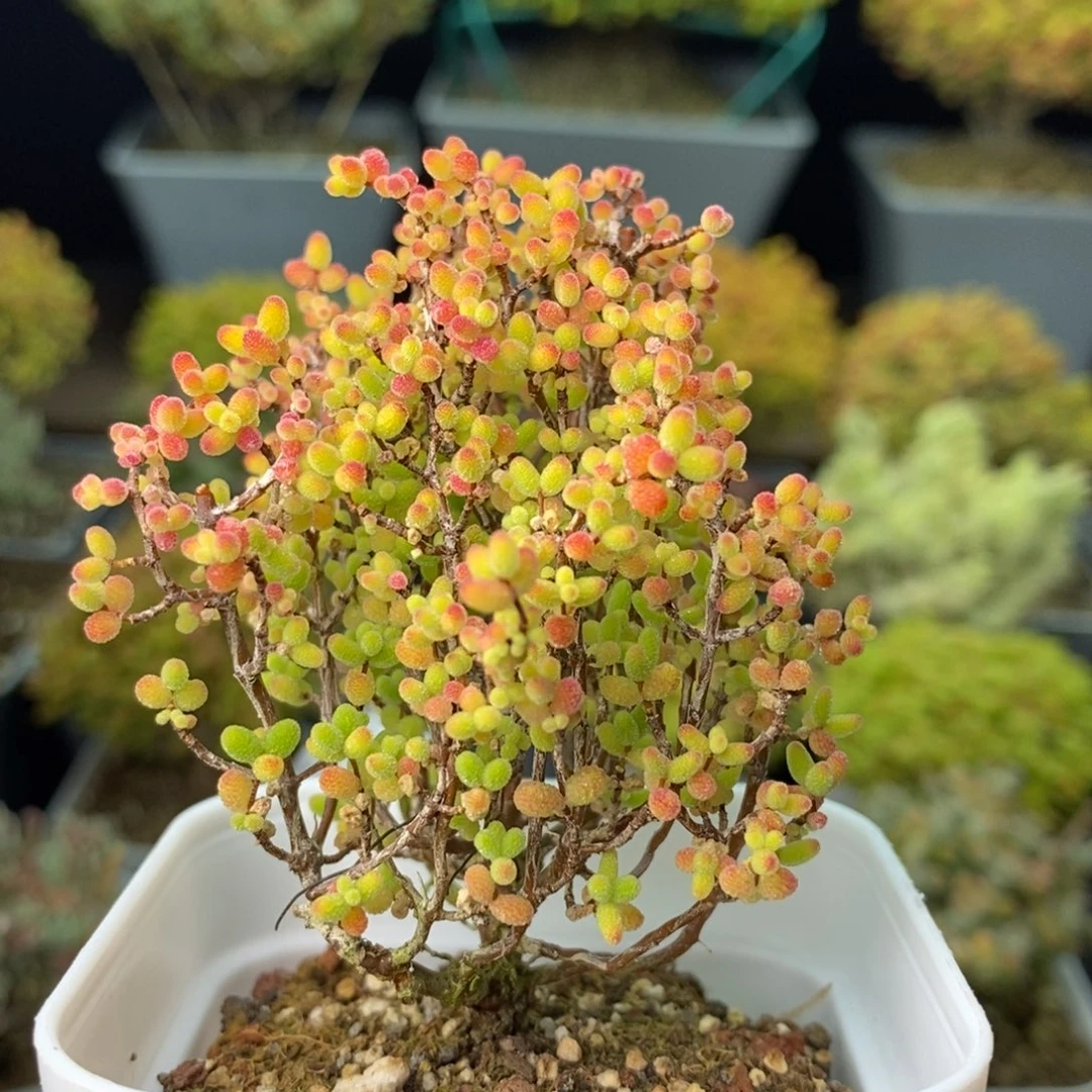 1085蜜橘糖球 。