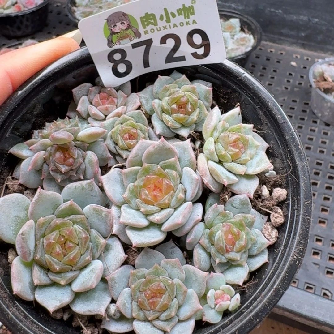 多肉植物多肉植物