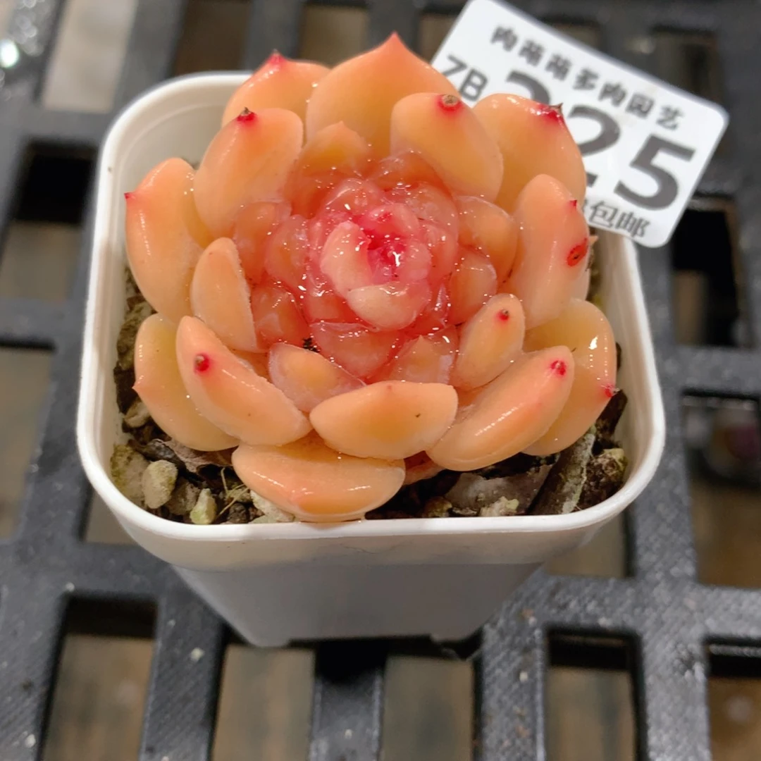 肉萌萌拇指盆精控多肉ZB325