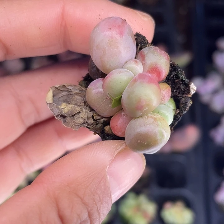 彩虹糖果随机发2颗满18包邮