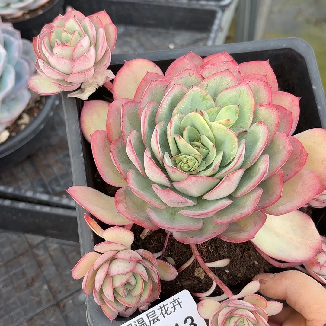 同温层多肉牡丹亭113