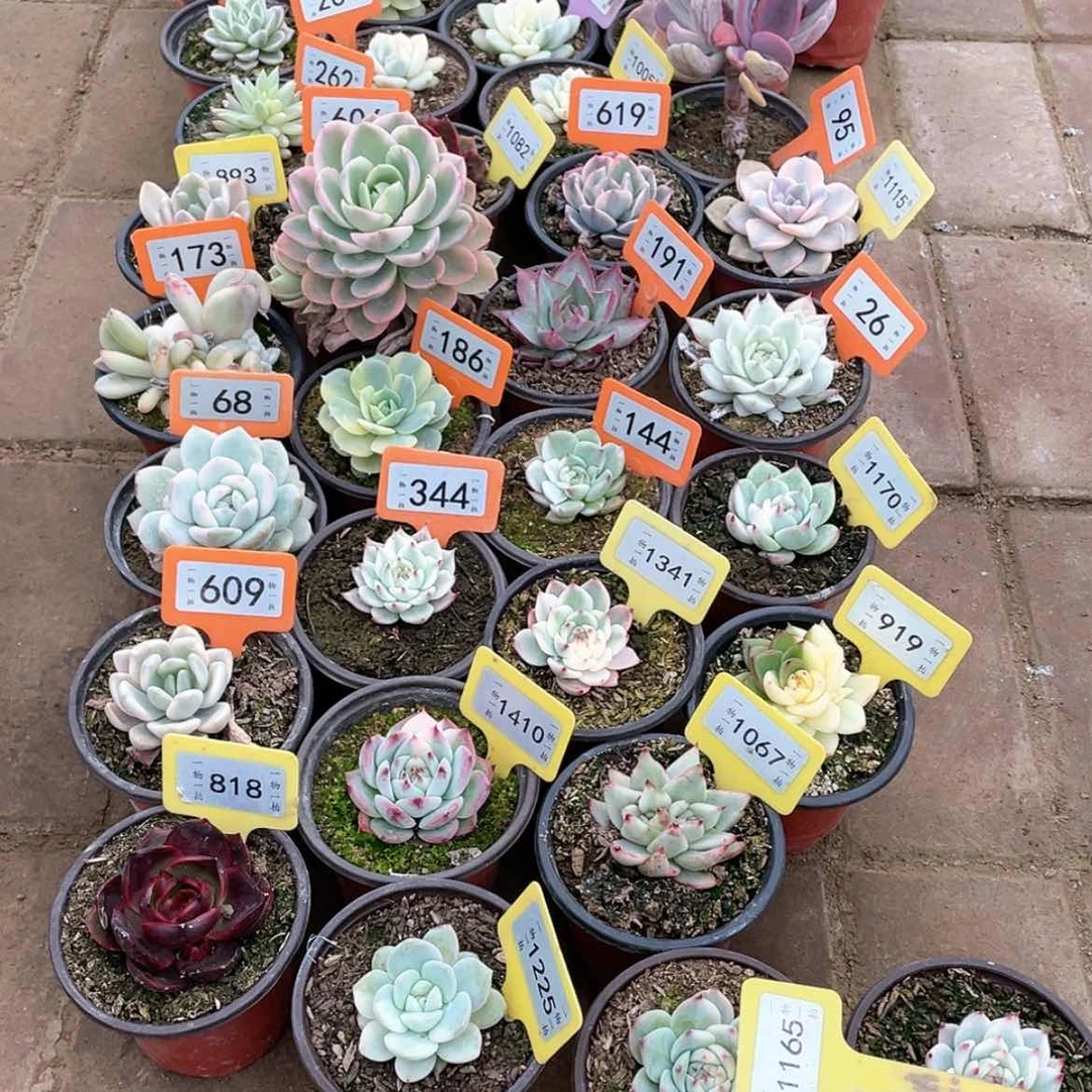 【闪购商品】苏*漫1165号两颗一组