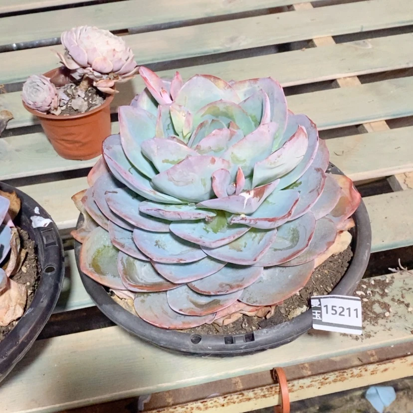 【闪购商品】6****6布鲁兰15211