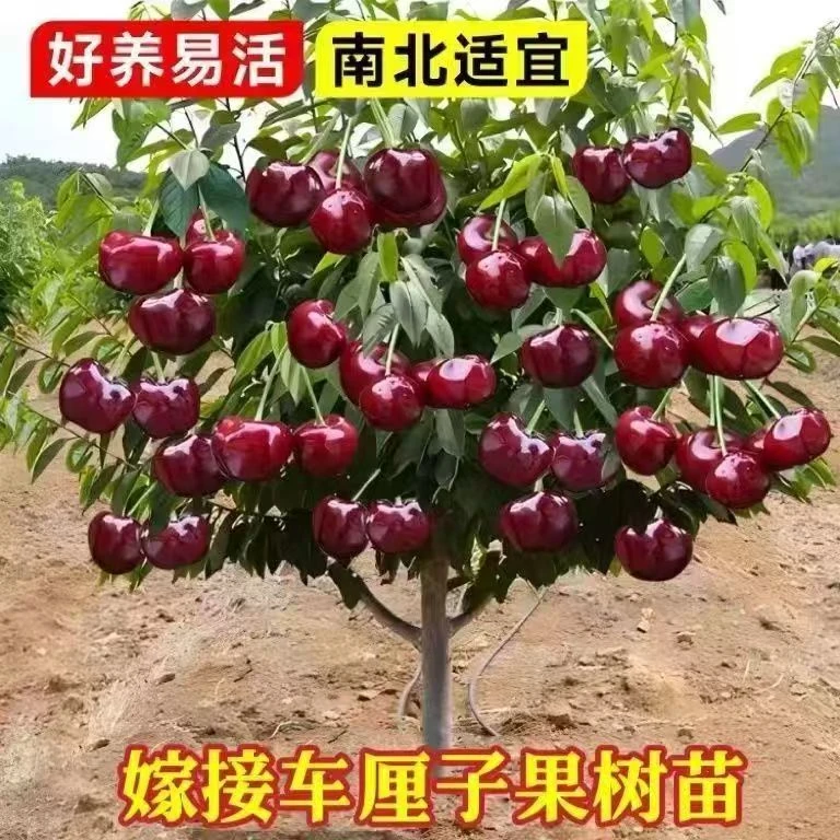 正宗车厘子树苗大樱桃树苗果树果苗嫁接矮化盆栽水果树南北方种植