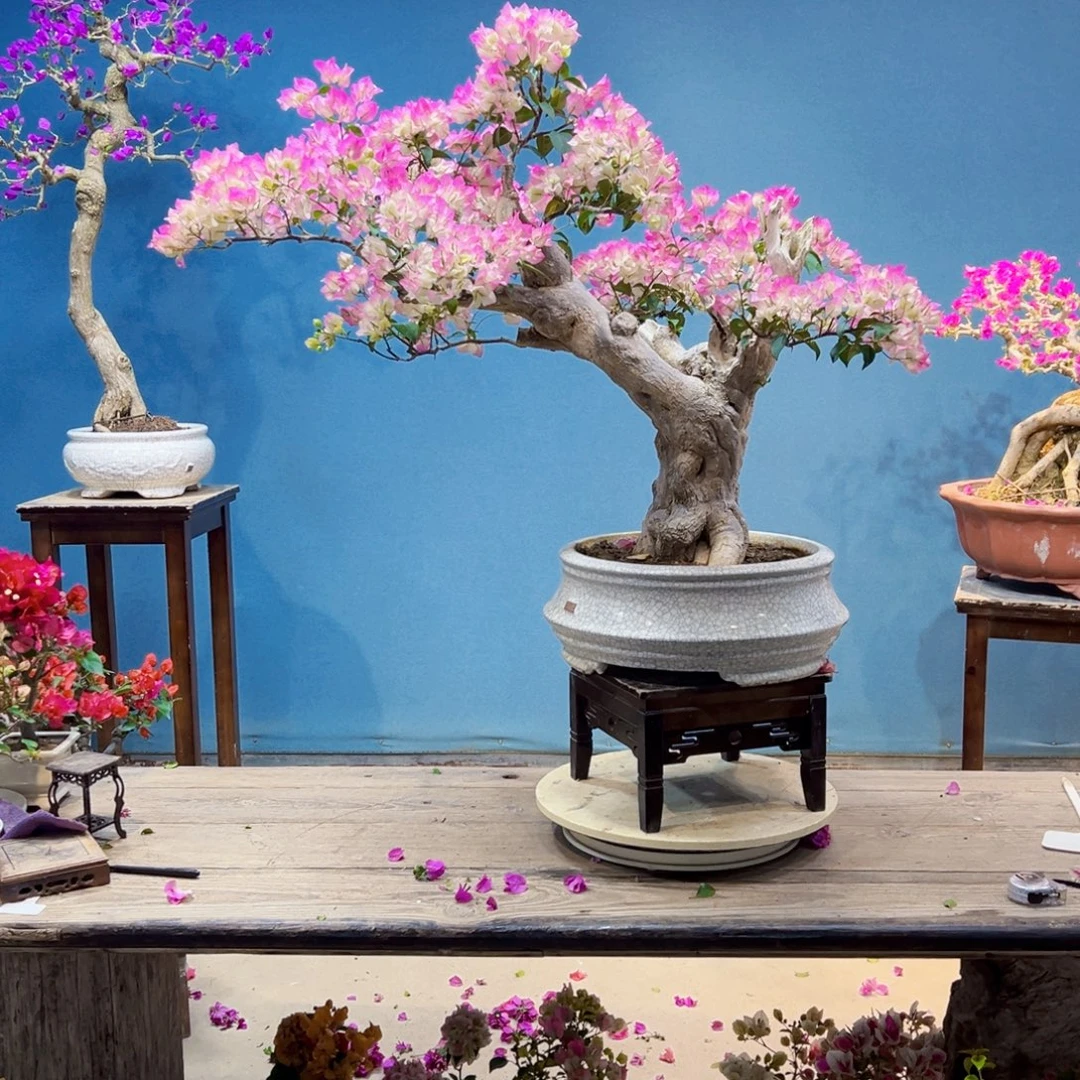 风***气无花朵绿樱三角梅盆景