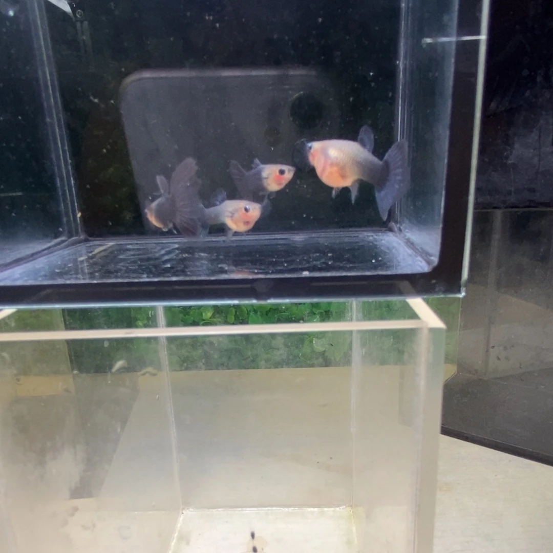 孔雀鱼蓝礼服玻璃猫两对