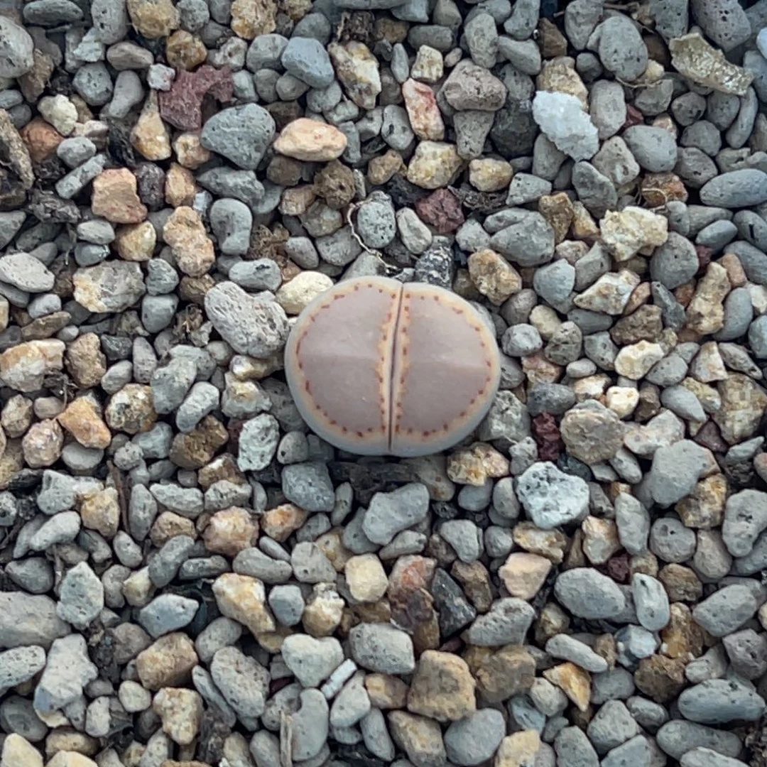 3768净窗粉饼干一颗