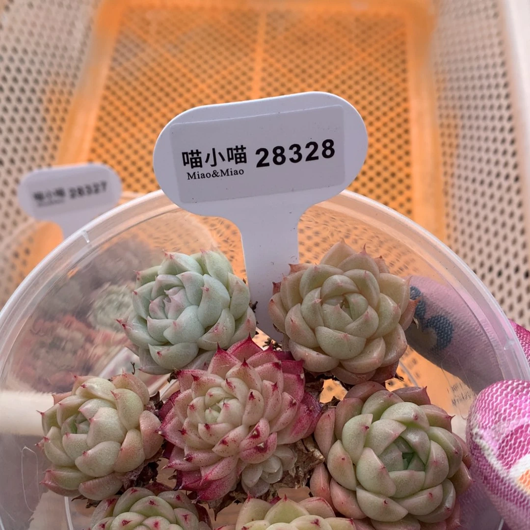 多肉植物麦秆珍妮