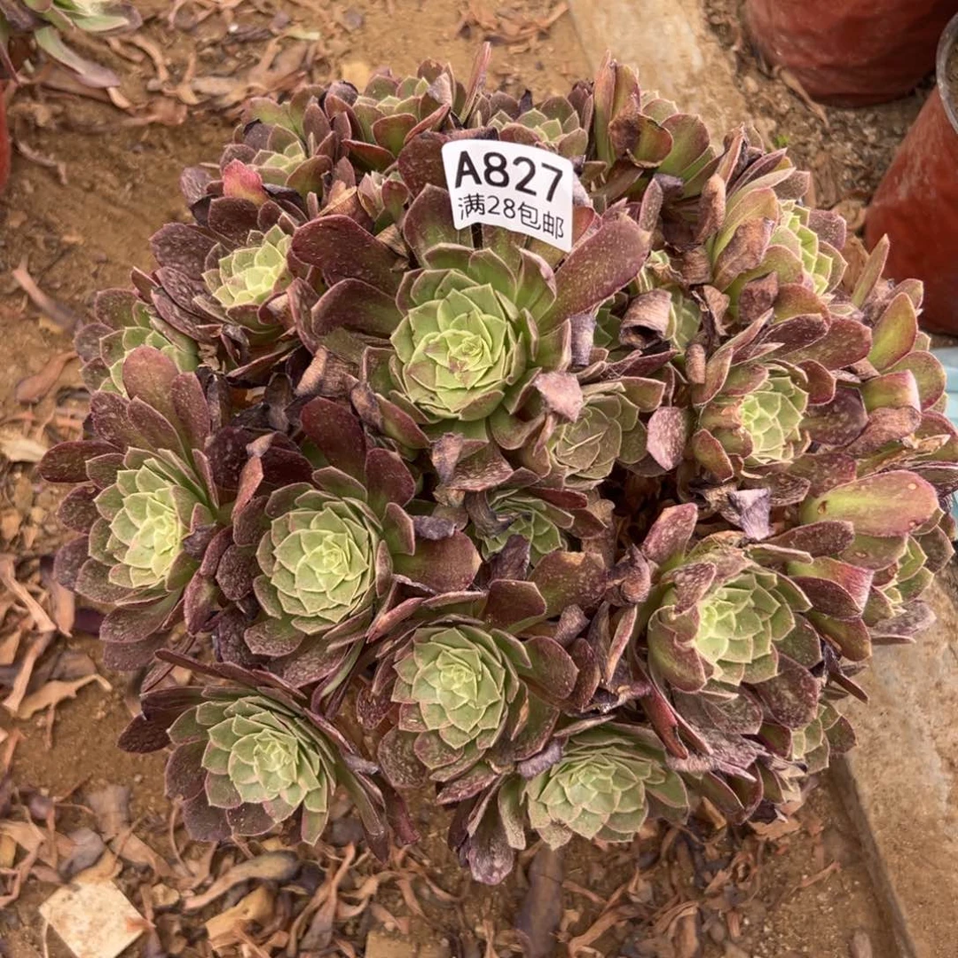 小***惹827多肉 莲花座  不太周正福利