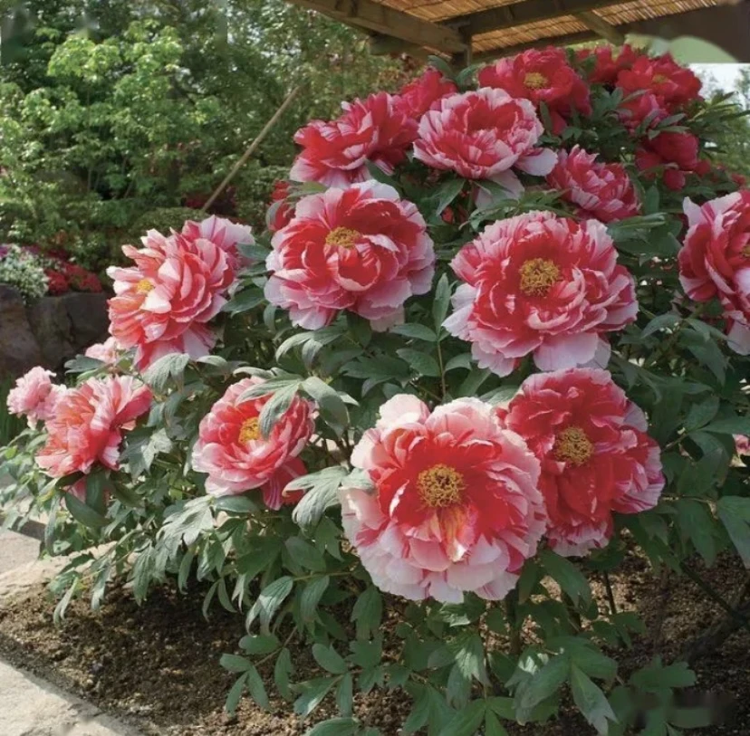 【岛锦】正品洛阳重瓣大花牡丹盆栽观赏花卉耐寒好养适合种植