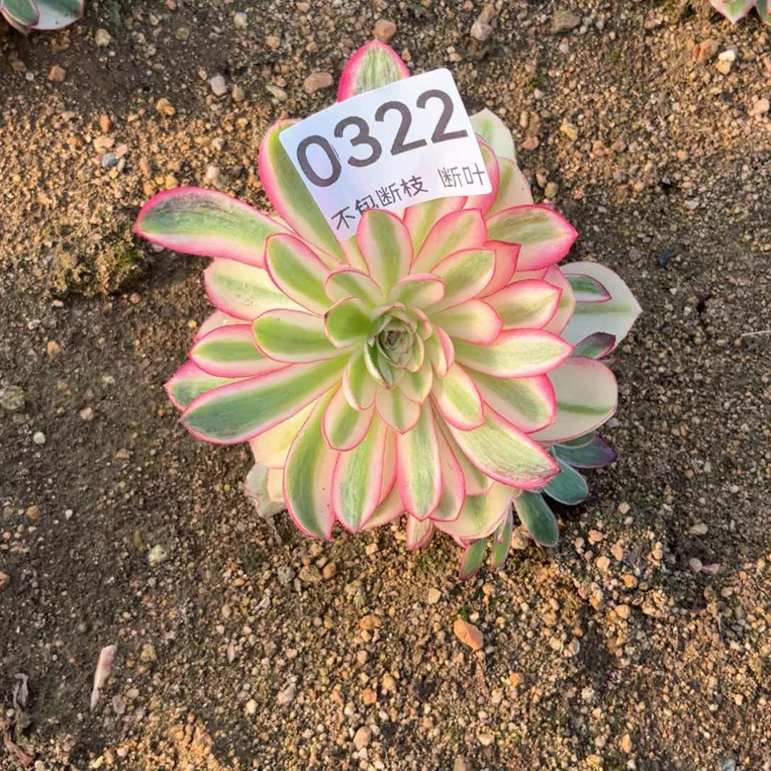 倾城法师，脱土发货，