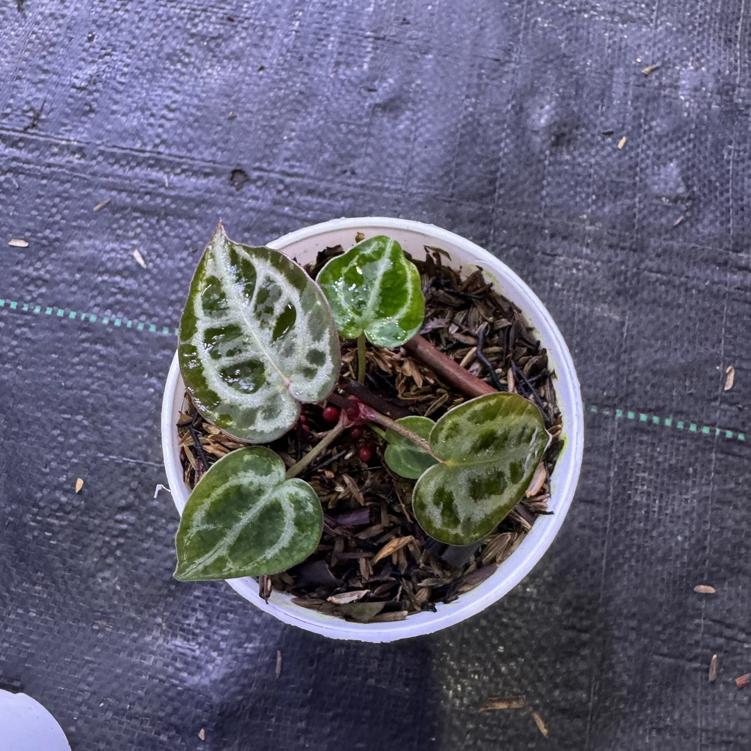 RNHAKAEL农厂新品5号花烛热植