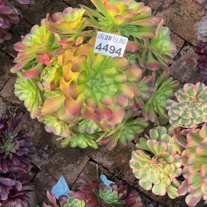 4494韶华多肉植物