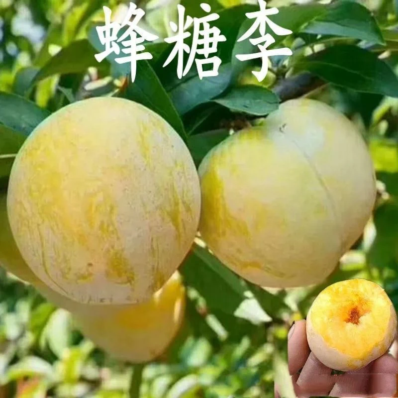 正宗蜂糖李树苗基地现挖现发嫁接苗南北方阳台庭院商品图