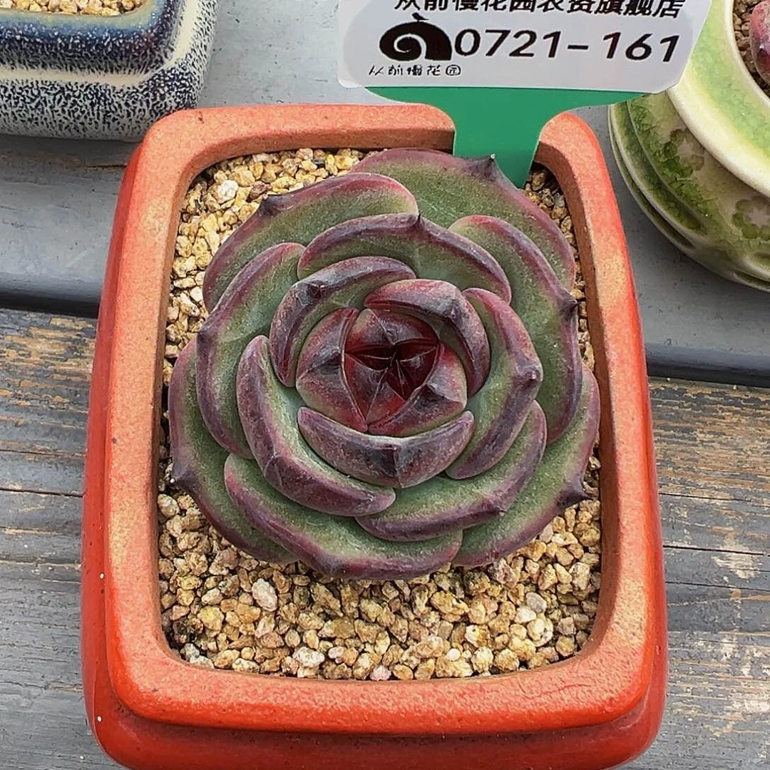 多肉一物一拍0721-161