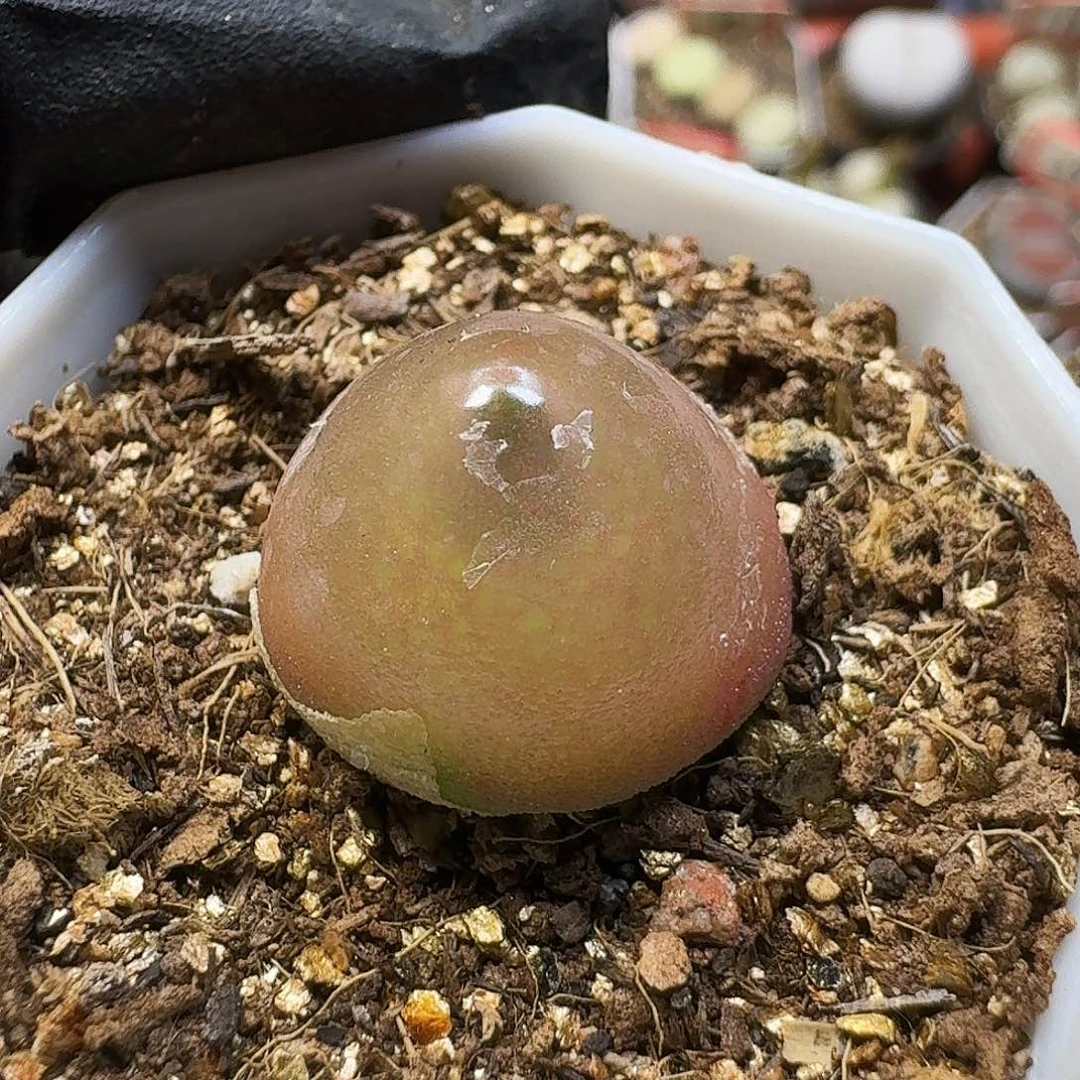 生石花111211。  167