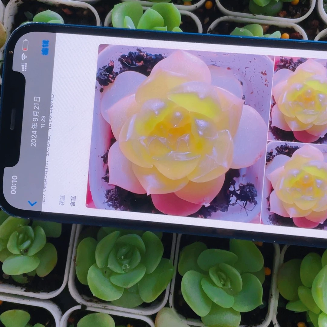 谪仙大苗甜心一个满25包邮