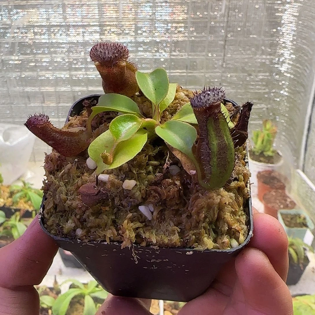 V***y无花朵专拍云雾猪笼草