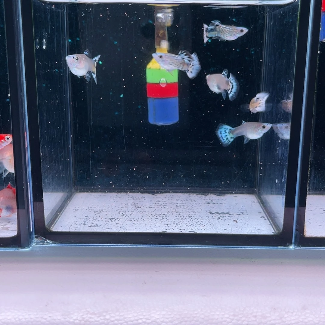 孔雀鱼蛇纹蓝帽3对