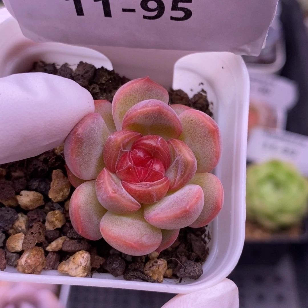 【闪购商品】11-95