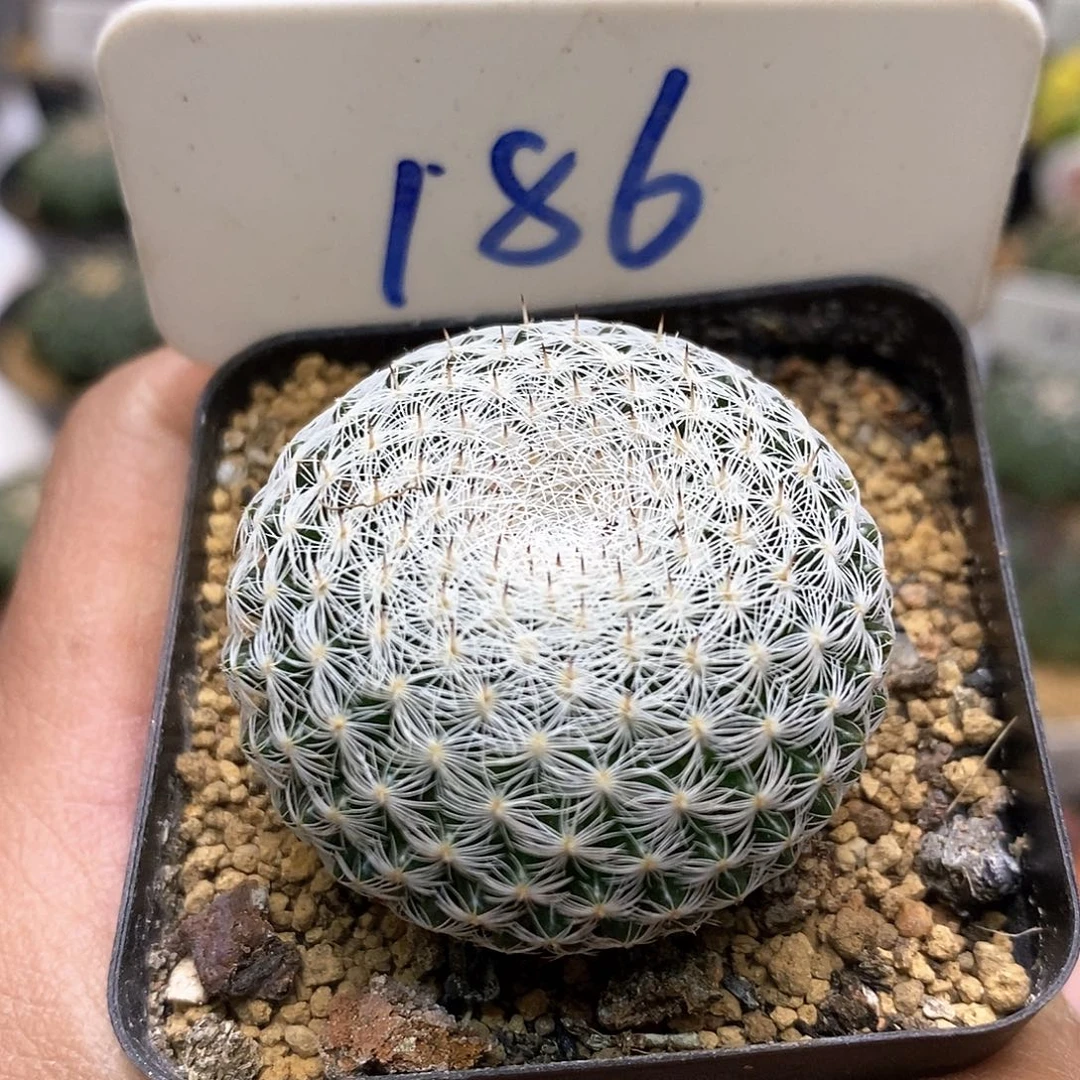 欧系恋山彦福利特价了