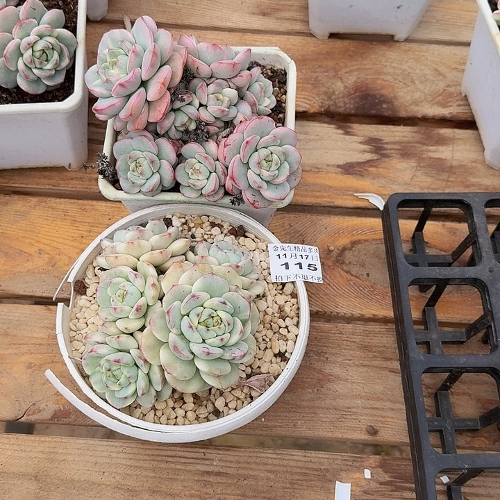 巴***妈1117-115香草锦群两个