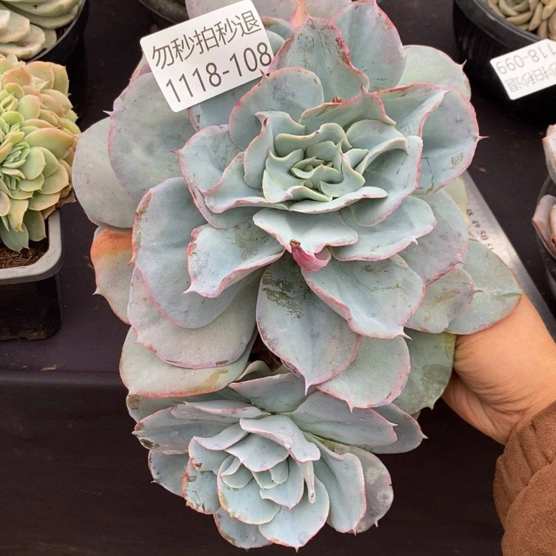 两单包邮1118-108参宿