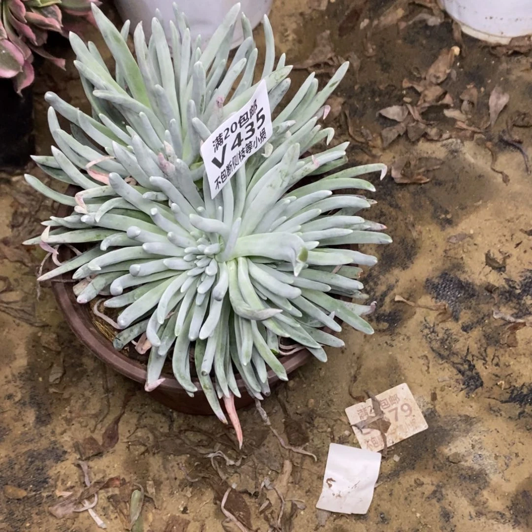 435爱杜丽丝多肉法师锦