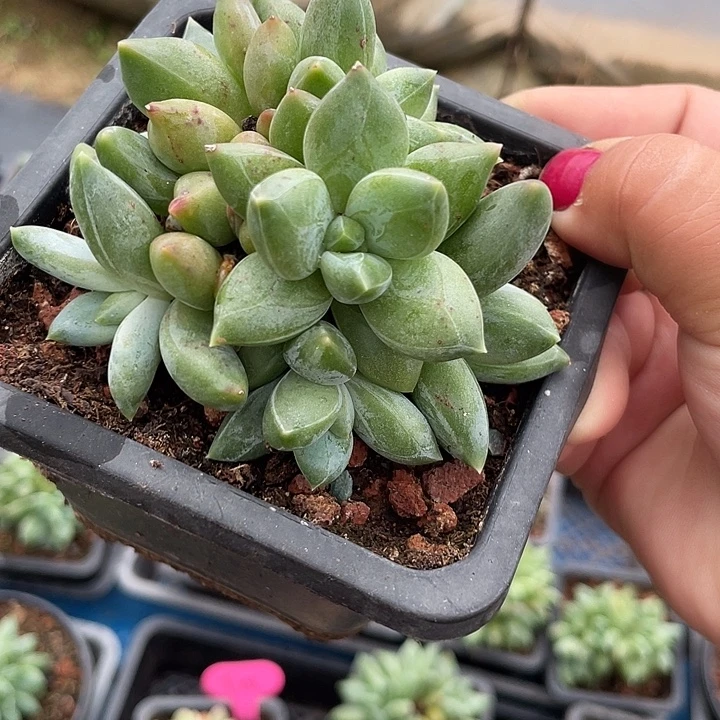 重楼多肉植物群生174