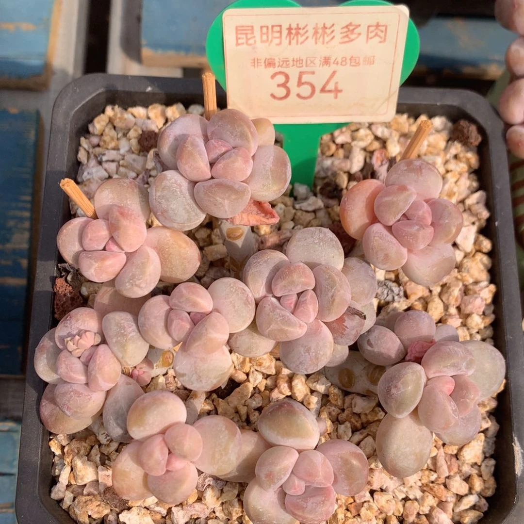 丸叶香玉矮桩平头女神节福利354