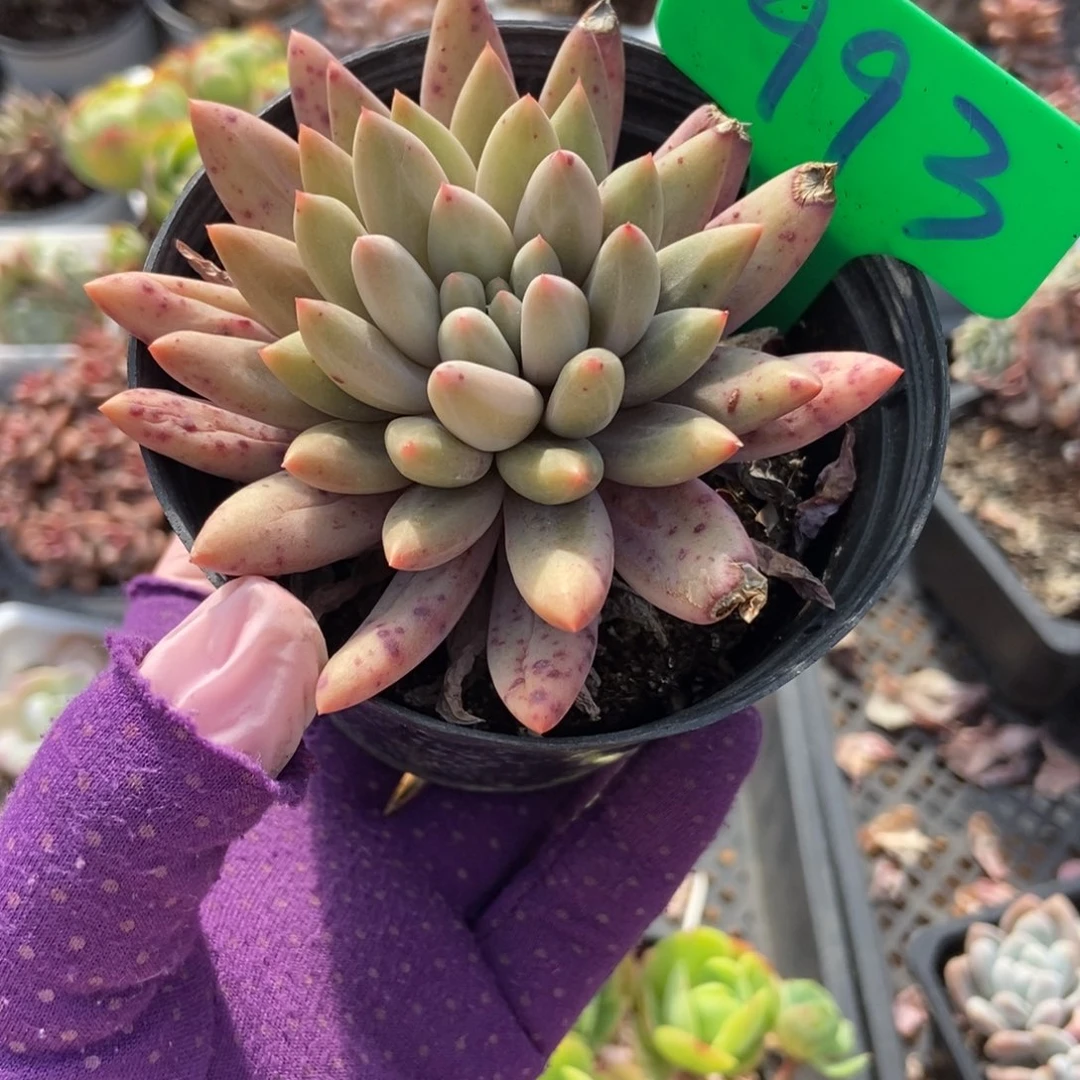 993红蜻蜓多肉植物保护