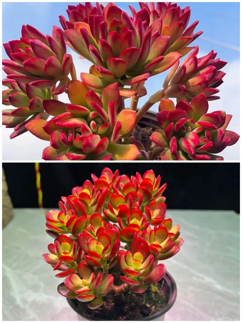 Y红稚莲好运莲莲＋摇钱树组合【元旦迎新年宵纳福】多肉植物