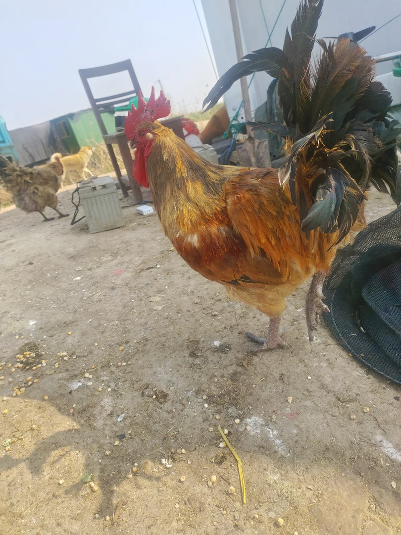 纯粮食散养散放三年老公鸡