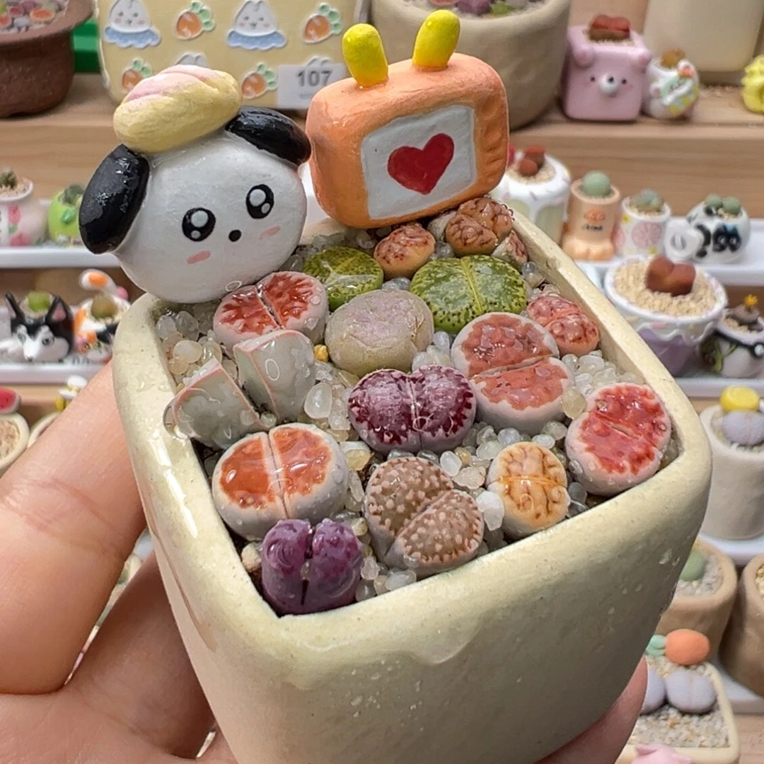 多肉植物213号彩色