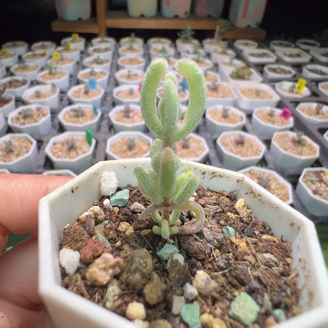 365橙叶锦，拍下不退不换