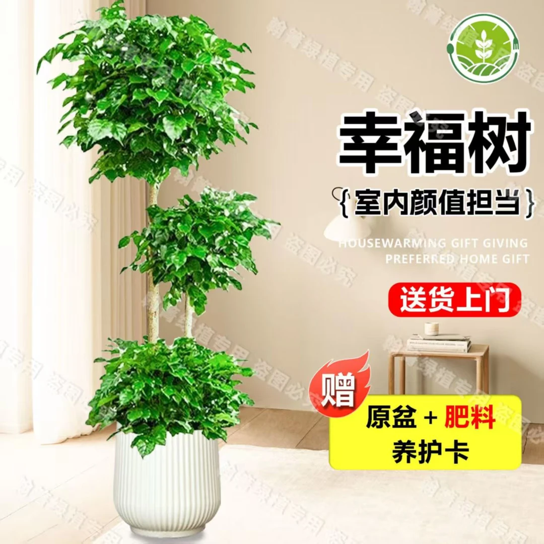 三层幸福树绿植老桩室内客厅四季常绿