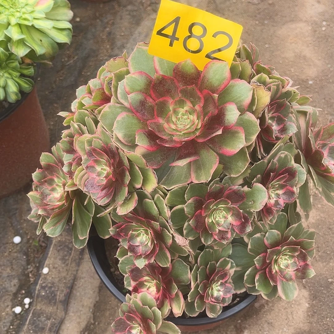 482克拉恋人多肉植物