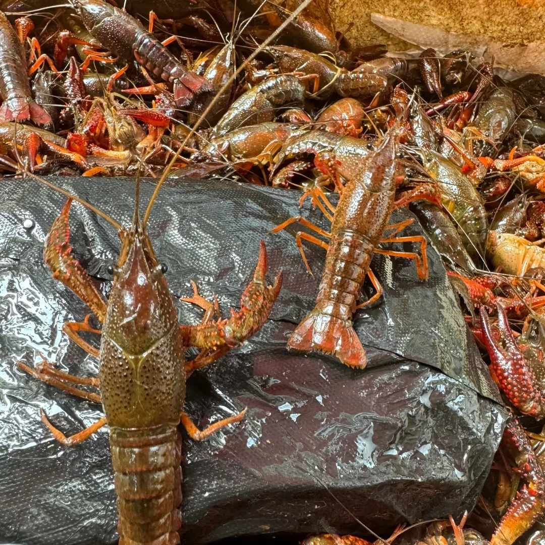 （中号）小龙虾 4斤起送装 鲜活新鲜活体活虾