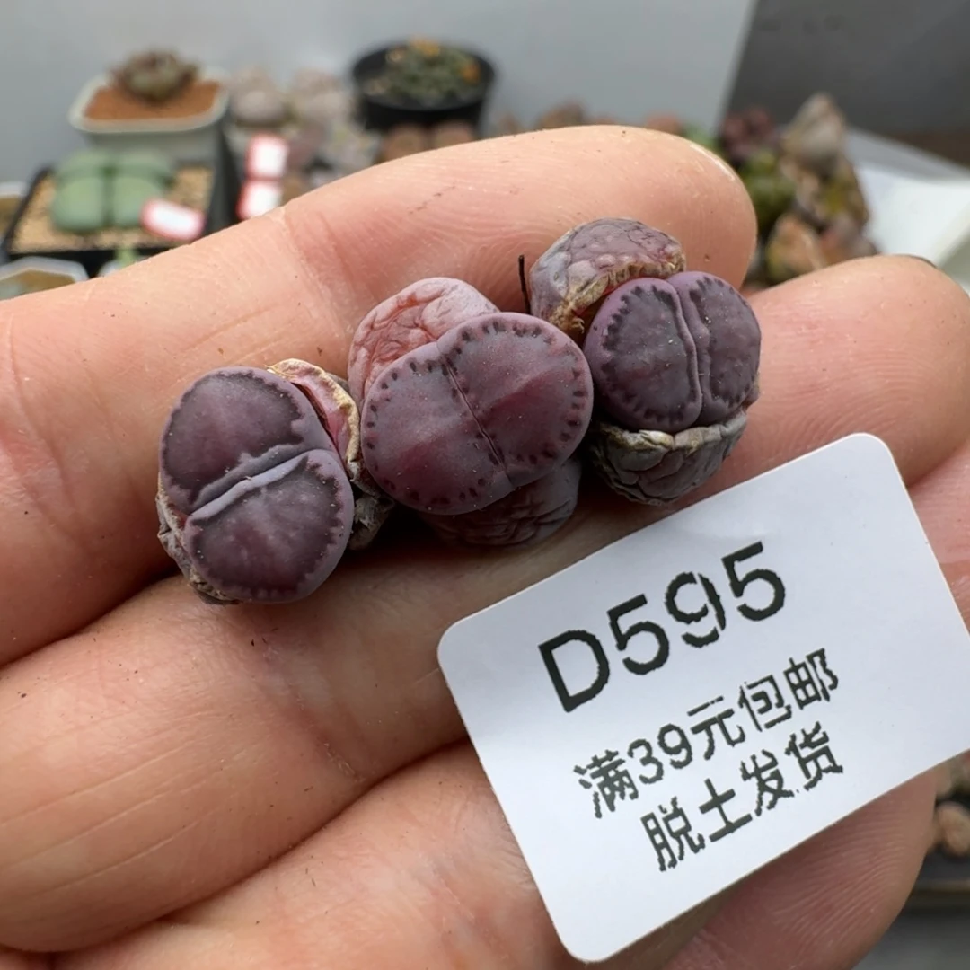 595多肉哈哈哈哈哈哈