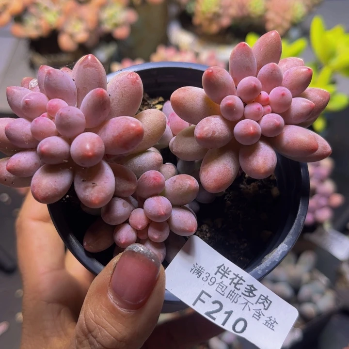 香水手指奶酪210/9cm