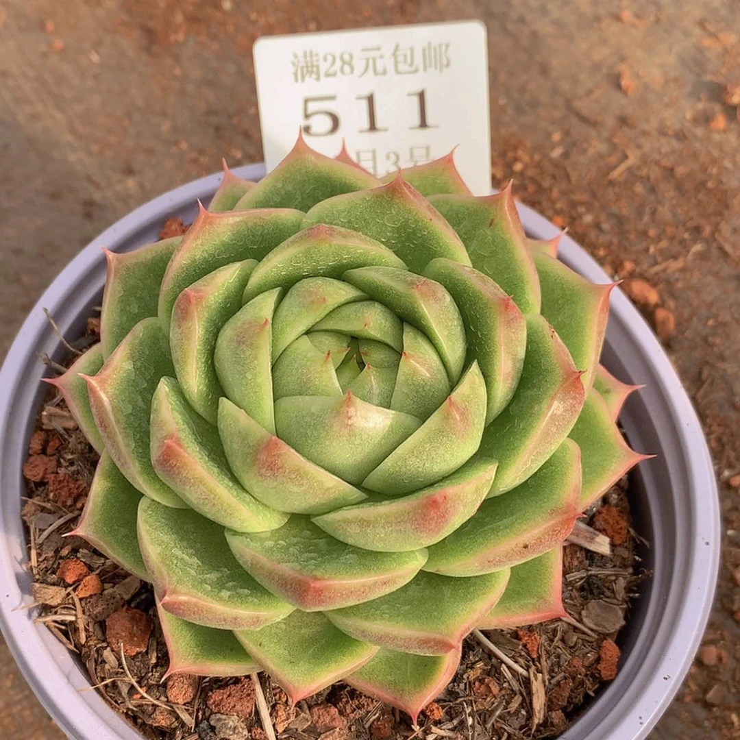 【闪购商品】生**记云511号