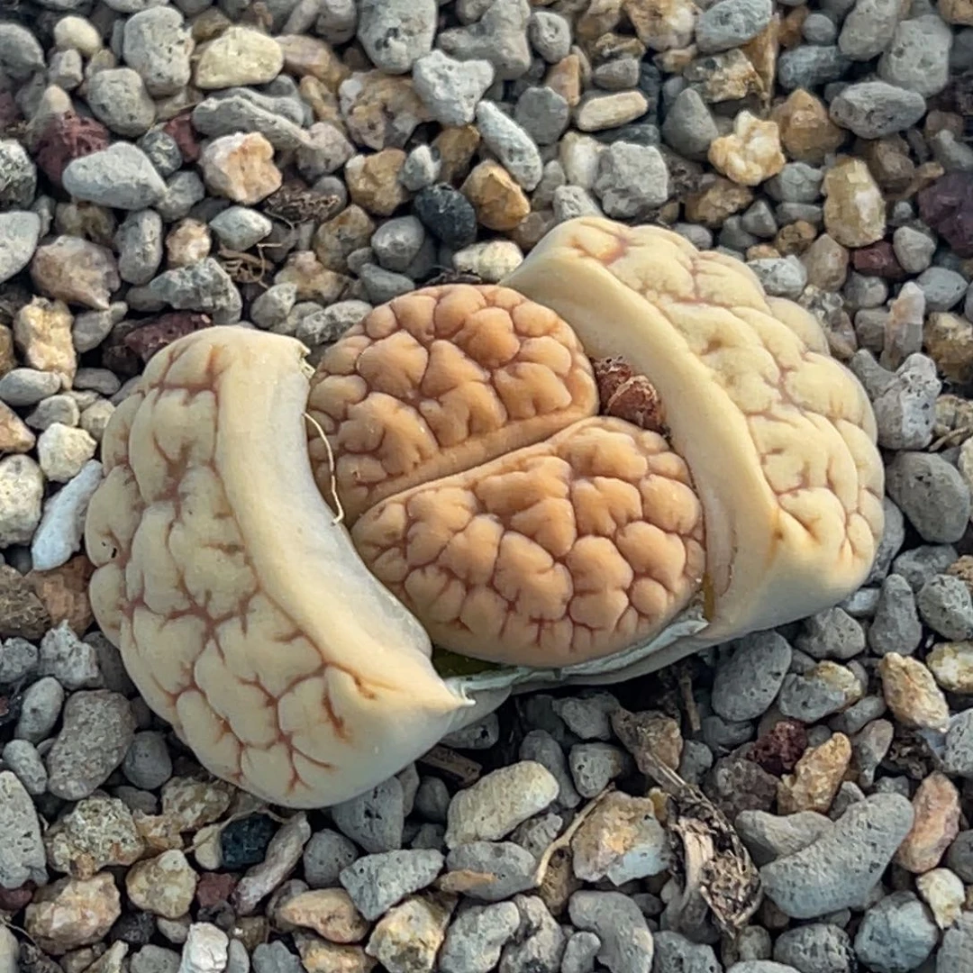 6118粗纹凹凸189一颗