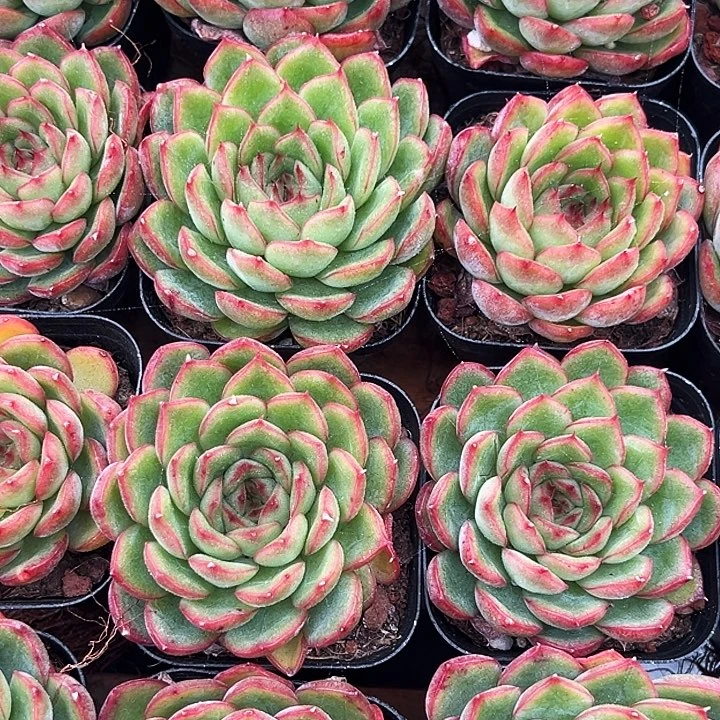 红边            福利多多