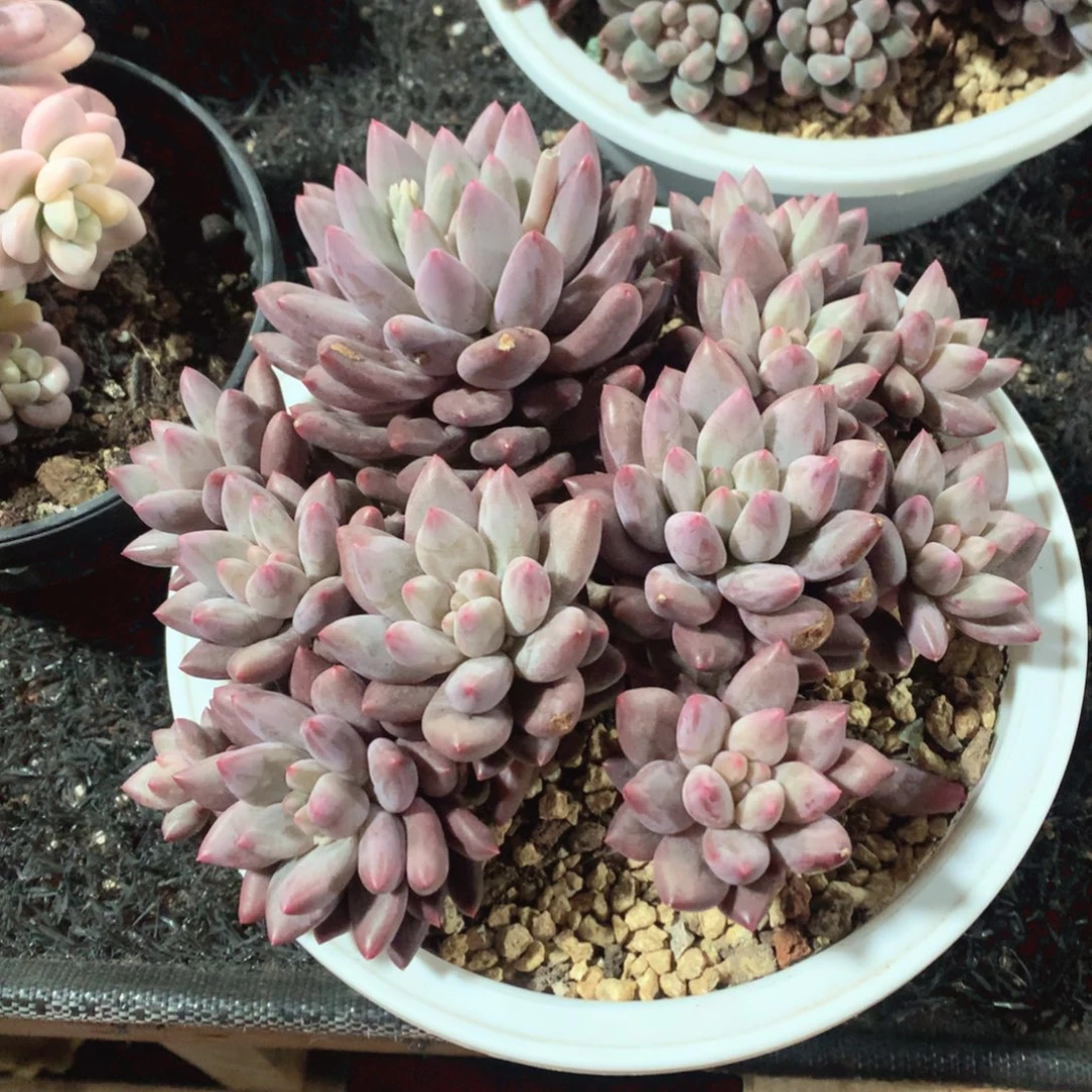 多肉植物虞姬美人