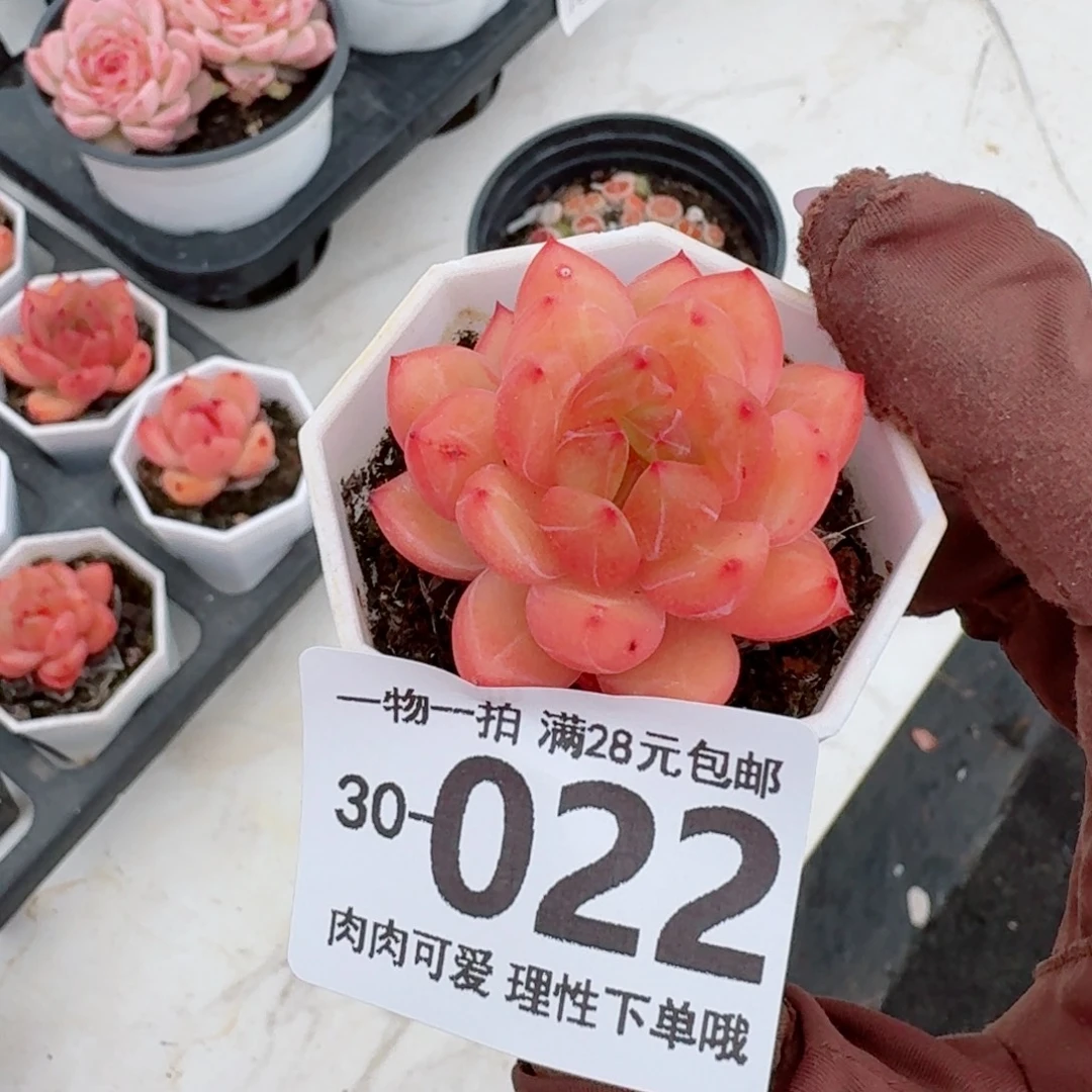 香槟杂无盆土发货无盆土发货无