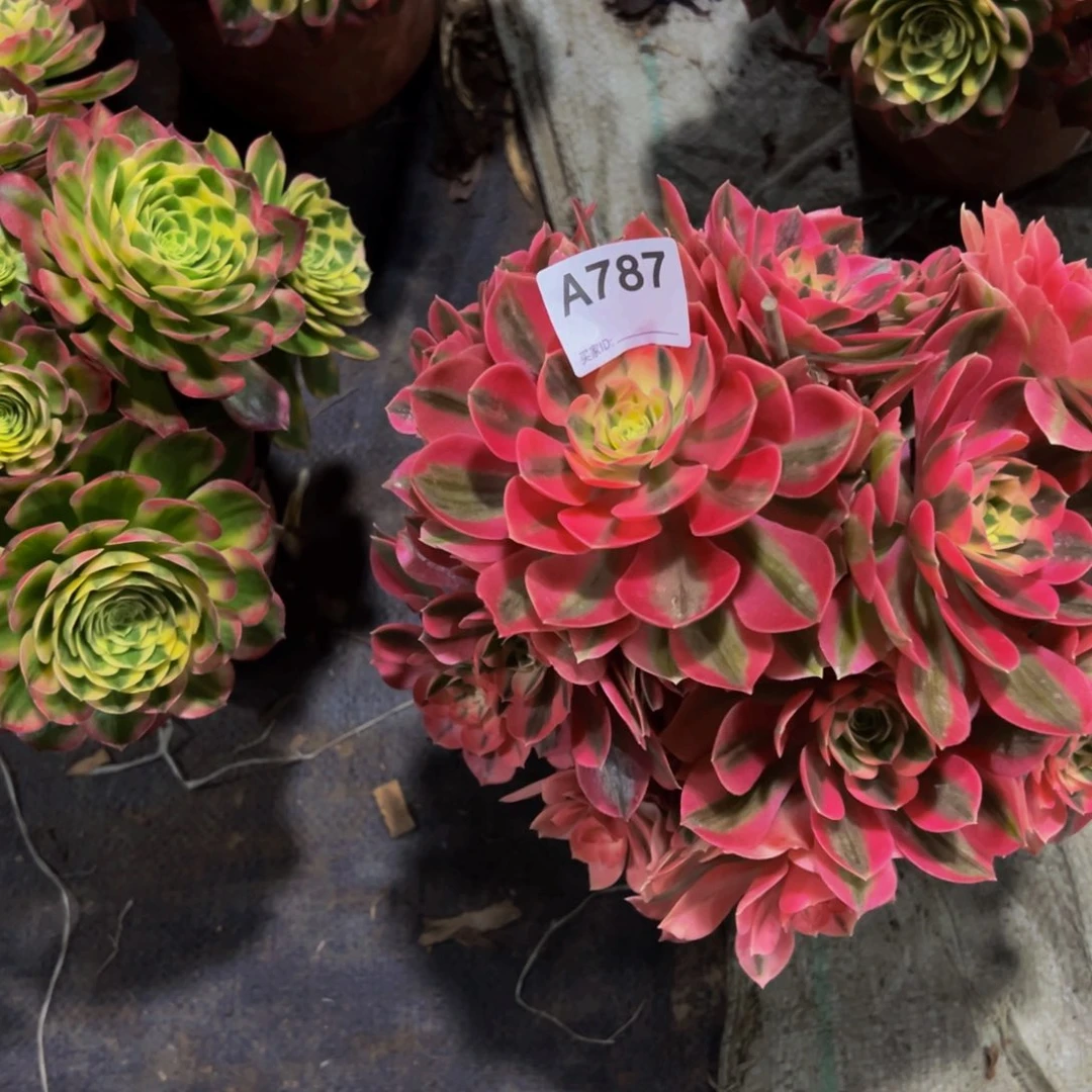粉女多肉植物787