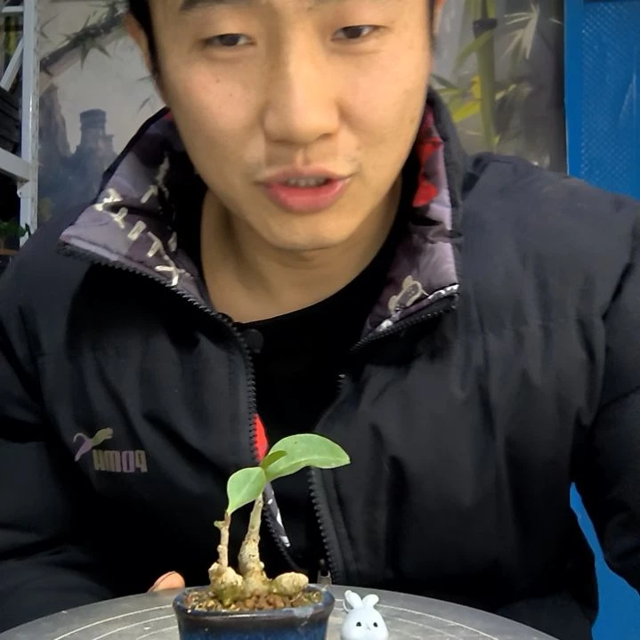 土****佰中青园艺一物一拍花144