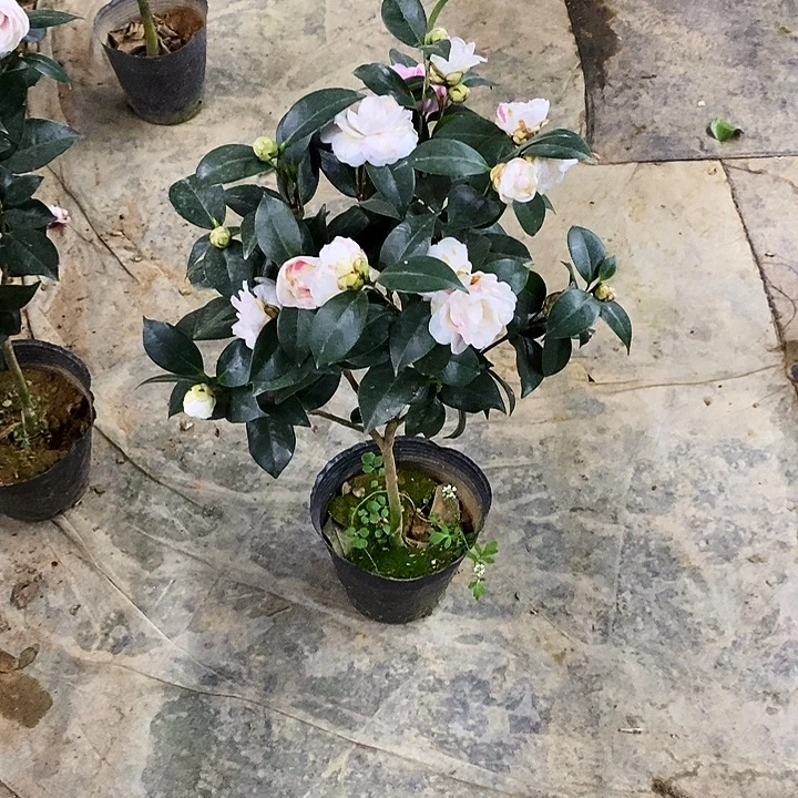 碧玉。   白。 粉。 70高。