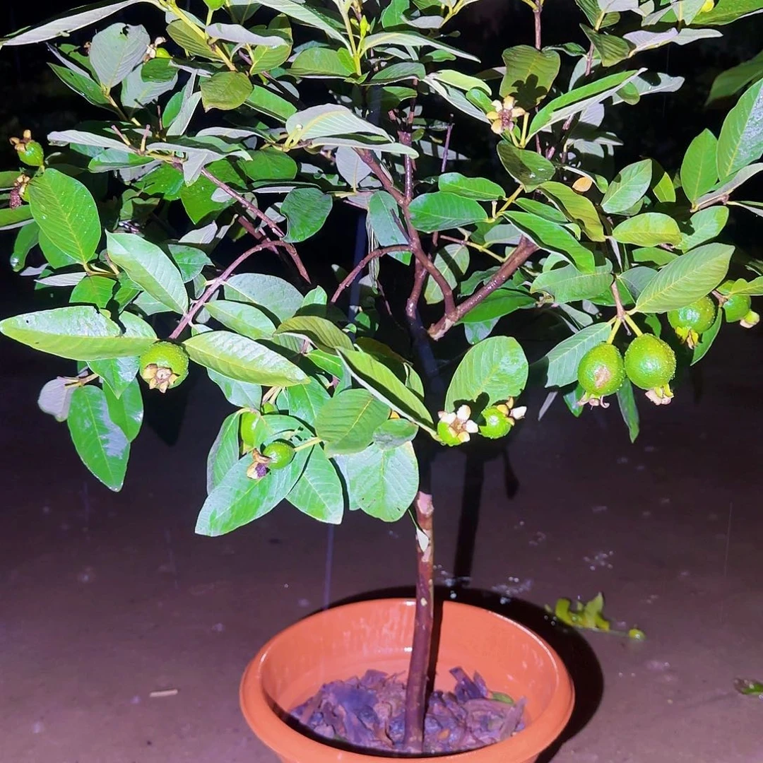 林***伟无花朵果树11111111111111