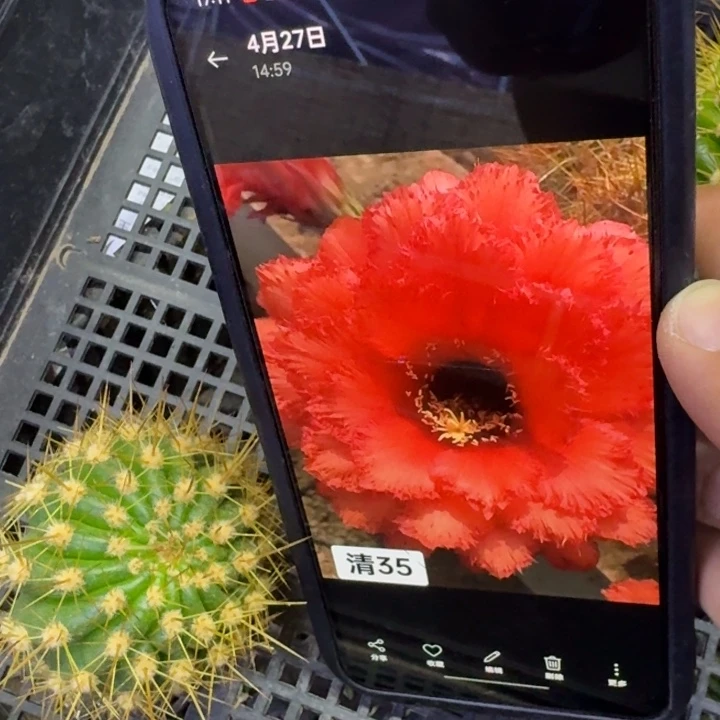 40毛花柱清35歪5公分左右无根侧牙，20包邮